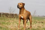 RODESIAN RIDGEBACK 030